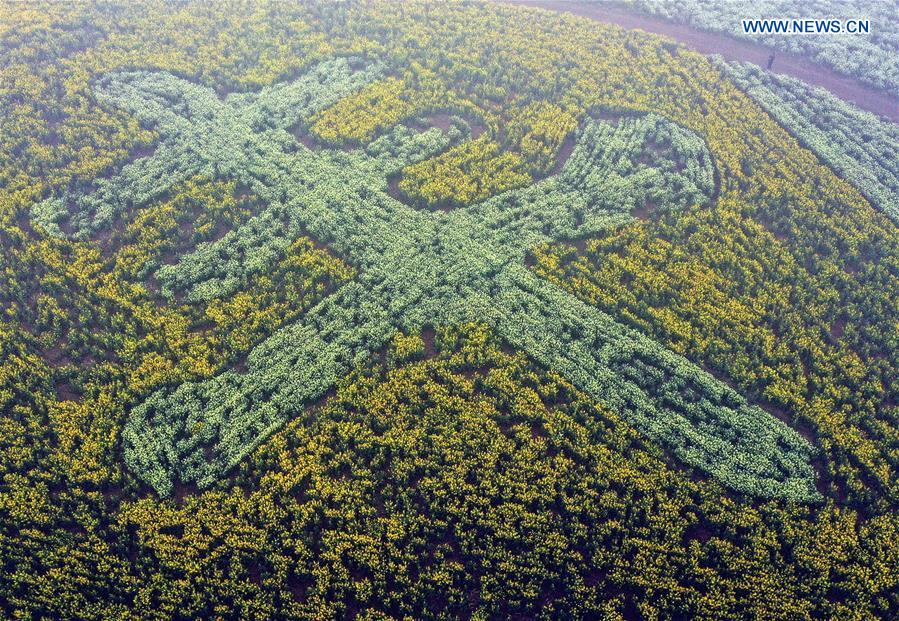 CHINA-HENAN-PINGDINGSHAN-COLE FLOWER (CN)