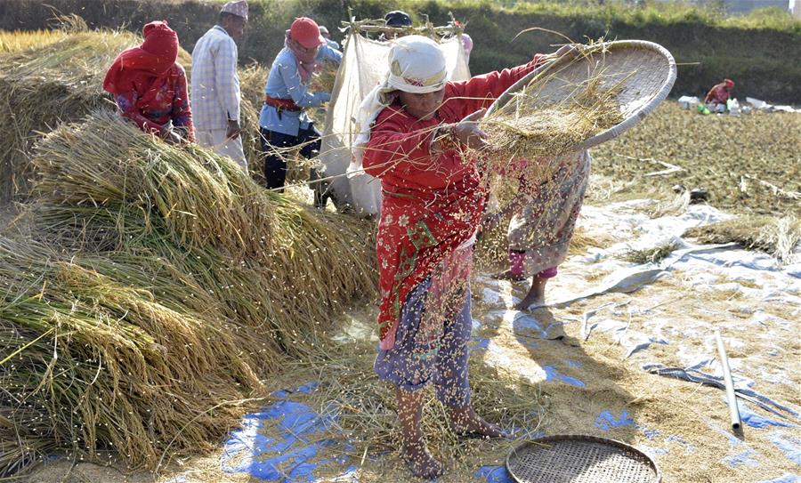 NEPAL-LALITPUR-AGRICULTURE-AUTUMN SEASON-RICE HARVEST