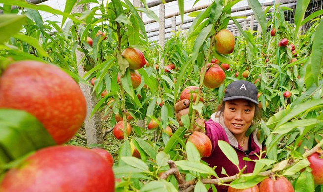 Over 7000 greenhouses set up in Caofeidian District of Tangshan