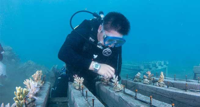 Researchers dedicated to coral rehabilitation in Celukan Bawang, Indonesia