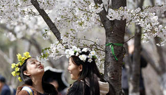 Tourists view cherry blossoms at Yuyuantan Park in Beijing