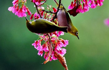 In pics: White-eyes gather honey on cherry trees