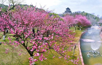 Flowers blossom across China during Spring Festival