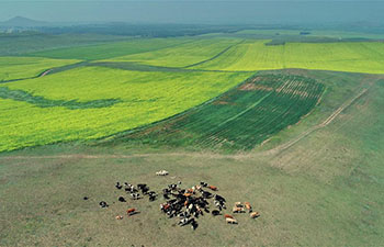 Scenery of farm fields in Saibei, China's Hebei