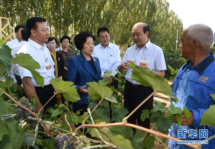 8月9日，中共中央政治局委員、中央統(tǒng)戰(zhàn)部部長、中央代表團副團長孫春蘭率中央代表團三分團，先后赴內(nèi)蒙古自治區(qū)烏海市、阿拉善盟看望各族干部群眾。這是孫春蘭在烏海市漢森酒業(yè)集團的葡萄種植園了解葡萄種植情況。新華社記者 任軍川 攝