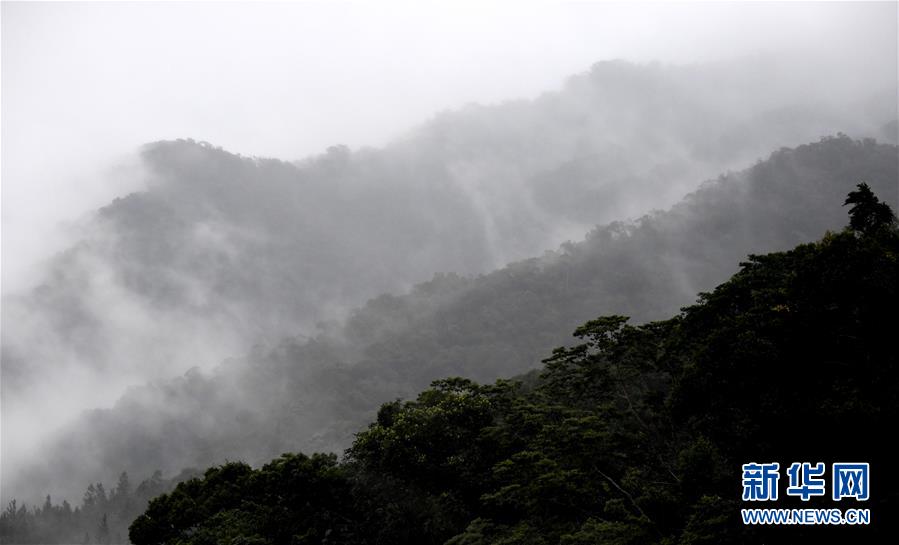 （環(huán)境）（1）熱帶雨林 百鳥家園