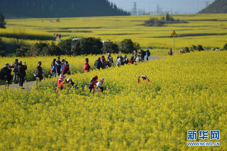 （在習(xí)近平新時(shí)代中國(guó)特色社會(huì)主義思想指引下——新時(shí)代新作為新篇章·圖文互動(dòng)）（7）高原春來(lái)早 云嶺開新篇 