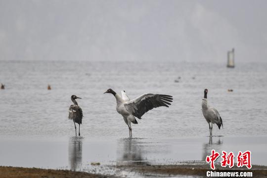 圖為在納帕海濕地棲息的黑頸鶴。　劉冉陽(yáng) 攝