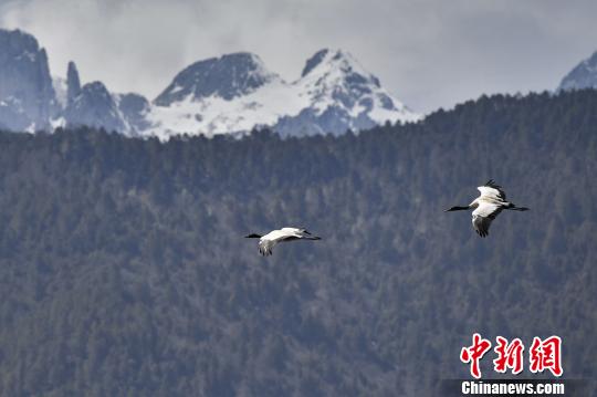 圖為在納帕海濕地上空飛翔的黑頸鶴?！⑷疥?yáng) 攝