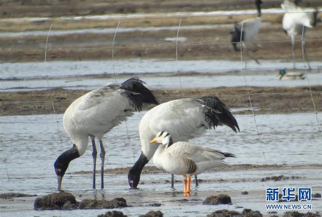 （圖文互動）（2）青海玉樹：今年首批黑頸鶴飛抵嘉塘草原