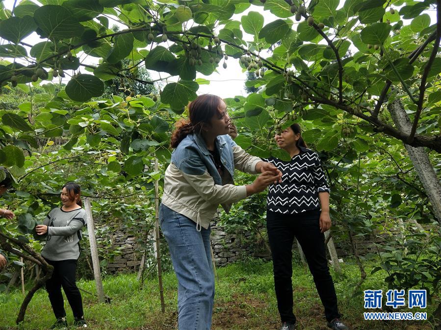 （新華全媒頭條·圖文互動）（10）初夏，循著總書記的腳步探訪產(chǎn)業(yè)扶貧新事