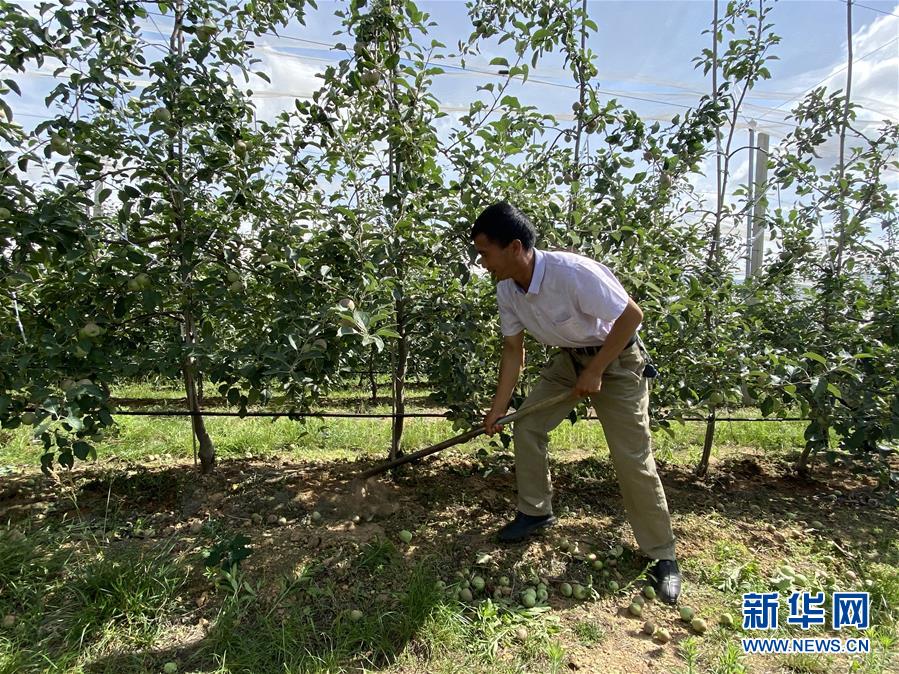 （決戰(zhàn)決勝脫貧攻堅·圖文互動）（1）高原紅了，日子好了——貴州海拔最高縣發(fā)展蘋果產(chǎn)業(yè)見聞