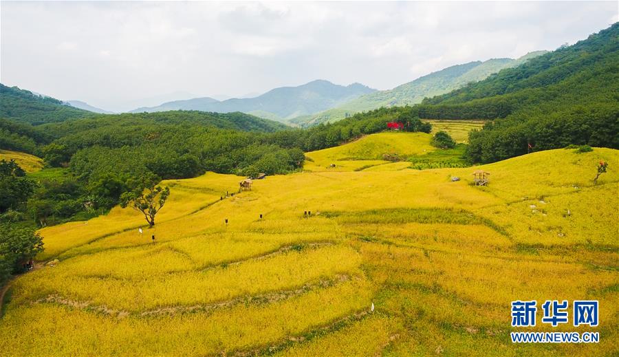 （走向我們的小康生活·圖文互動）（1）黎苗山鄉(xiāng)種養(yǎng)“老行當(dāng)”擦亮“綠色牌”