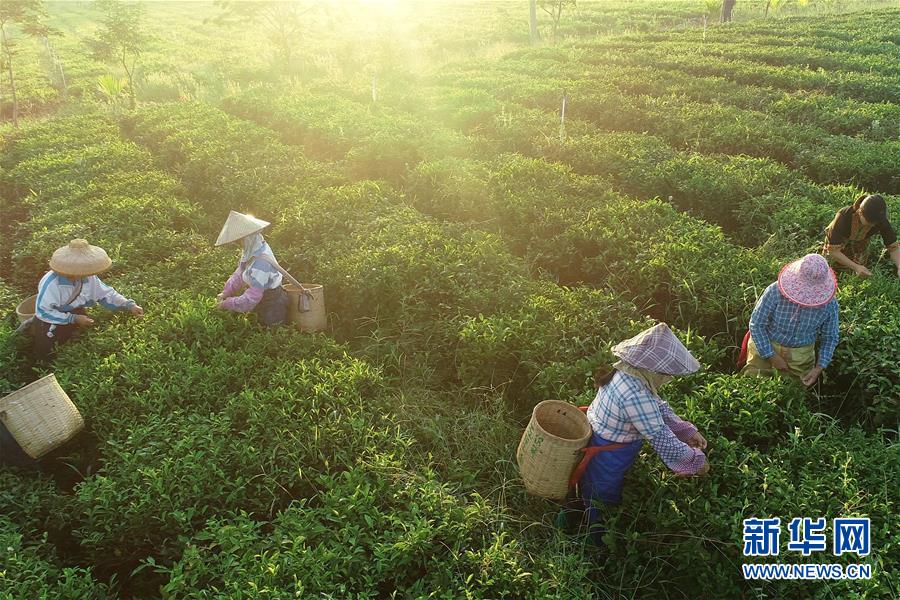 （新華全媒頭條·走向我們的小康生活·圖文互動(dòng)）（7）留住鄉(xiāng)愁留住美——千村競秀綴瓊州