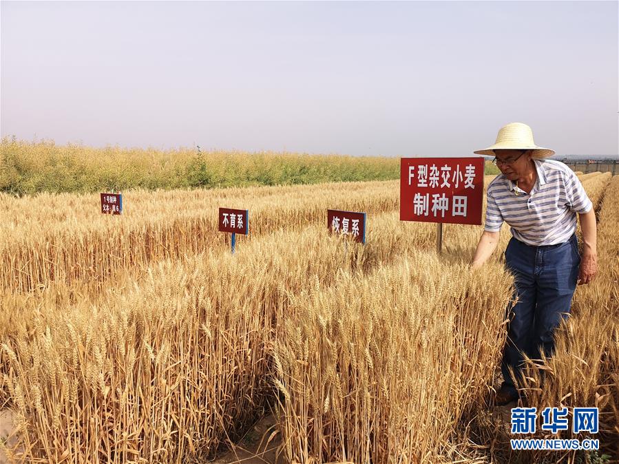 （在習(xí)近平新時代中國特色社會主義思想指引下——新時代新作為新篇章·習(xí)近平總書記關(guān)切事·圖文互動）（3）讓百姓吃得飽還要吃得好——夯實糧食安全基礎(chǔ)端牢中國飯碗