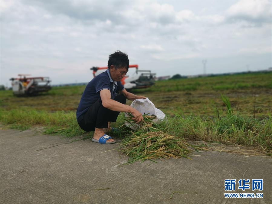 （新華視點·聚焦餐桌外的浪費·圖文互動）（1）顆粒歸倉為何難實現(xiàn)？我國糧食收割環(huán)節(jié)損失驚人