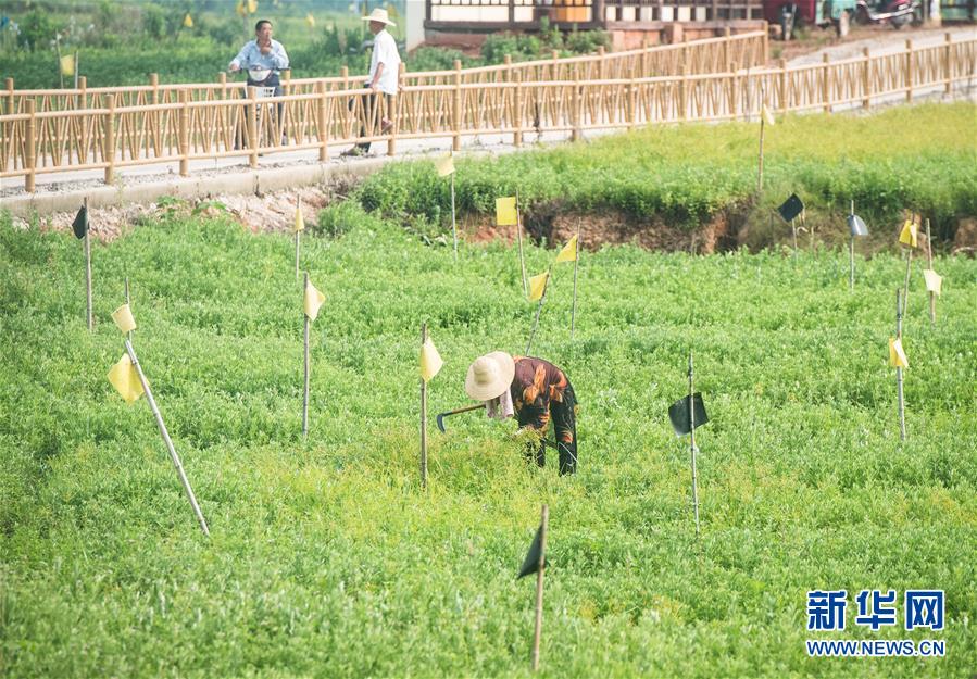 （新華全媒頭條·走向我們的小康生活·圖文互動）（9）特殊之年，荊楚大地書寫不平凡的答卷