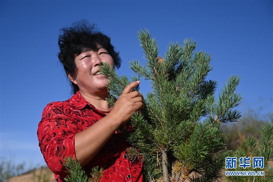 （在習(xí)近平新時代中國特色社會主義思想指引下——新時代新作為新篇章·習(xí)近平總書記關(guān)切事·圖文互動）（5）綠意，在黃沙中鋪展——我國防沙治沙紀(jì)實