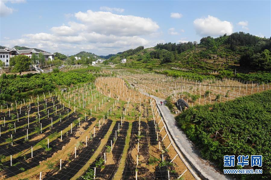 （集中連片特困地區(qū)貧困村調(diào)研行·圖文互動）（1）百果園里幸福長——湖南鳳凰縣菖蒲塘村脫貧調(diào)查