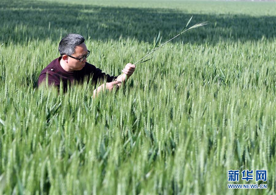 （在習近平新時代中國特色社會主義思想指引下——新時代新作為新篇章·習近平總書記關(guān)切事·圖文互動）（5）新農(nóng)事、新希望——夏收前田間新動態(tài)掃描