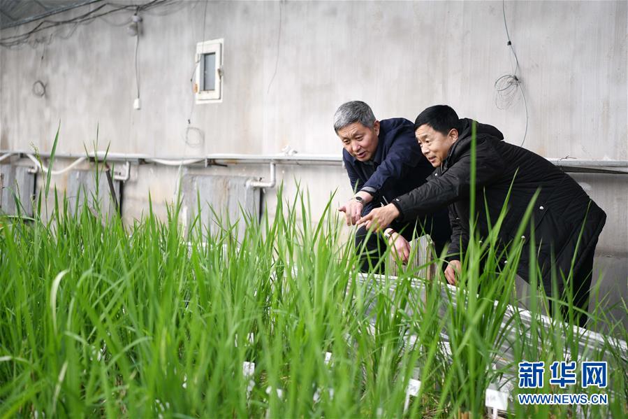 （在習近平新時代中國特色社會主義思想指引下——新時代新作為新篇章·習近平總書記關(guān)切事·圖文互動）（4）讓農(nóng)民挑上“金扁擔”——農(nóng)業(yè)現(xiàn)代化的生動實踐掃描