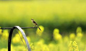 花開春來(lái)到