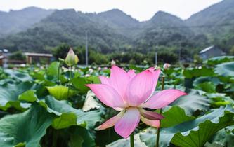 杭州臨安：土地流轉打造生態(tài)荷花園