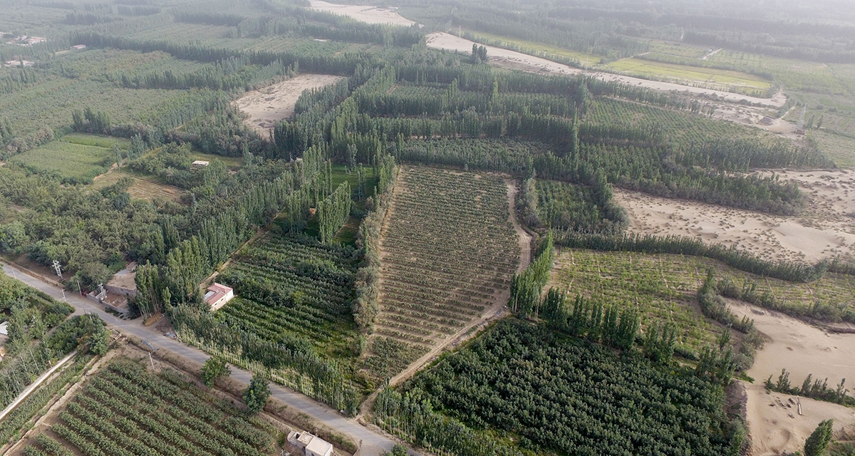 “綠口袋”扎緊了風口，逼退了黃沙——一個南疆沙漠村莊的扶貧觀察