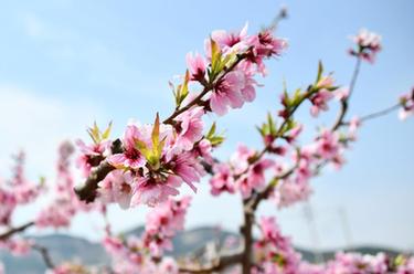 山東濟南：萬畝桃花笑春風