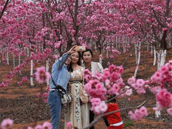 櫻花漫山，一份14年的等待