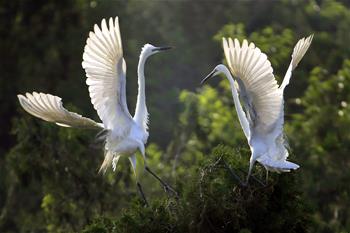 江蘇盱眙：鷺鳥舞翩翩