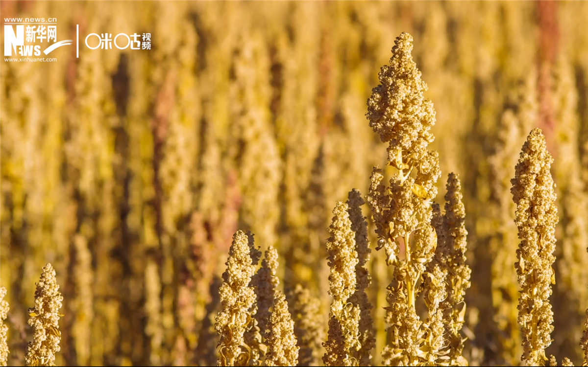 藜麥有極強的環(huán)境適應(yīng)能力和低成本、高回報的種植模式