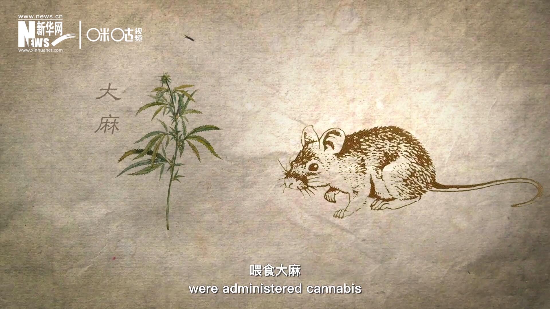 持續(xù)兩個星期給一組相當于人類年齡十歲到十五歲的幼鼠喂食大麻