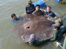 泰國(guó)捕獲全球最大淡水魚