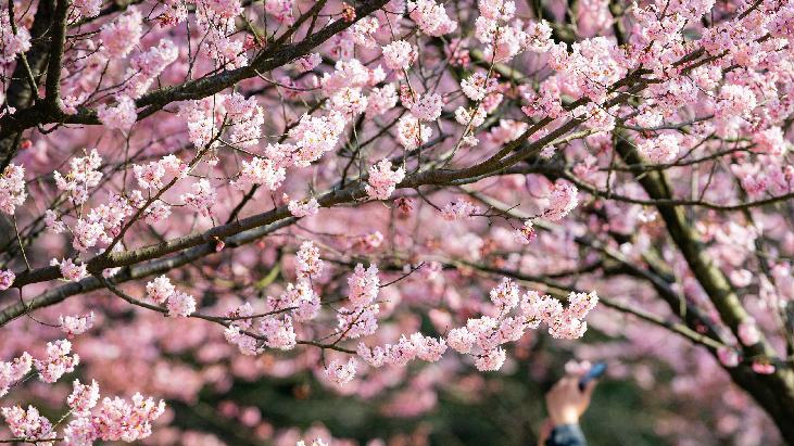 春光無(wú)限好 賞花正當(dāng)時(shí)