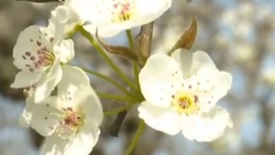 安徽碭山：萬(wàn)畝梨花開(kāi) 踏青正當(dāng)時(shí)