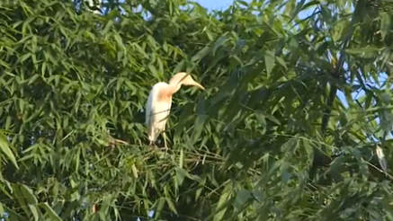 重慶忠縣：數千只鷺鳥安家 生態(tài)美景如畫