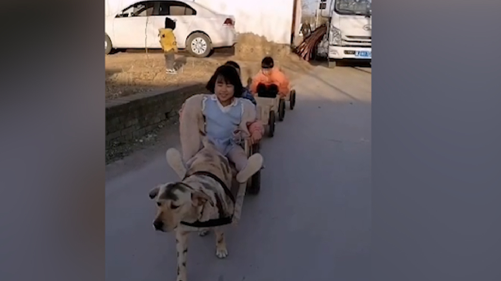 男子給孩子做縮小版小火車，家里的狗狗做動力拉著孩子上學