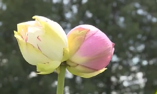 云南丘北：罕見(jiàn)雙色“并蒂蓮”花開(kāi)