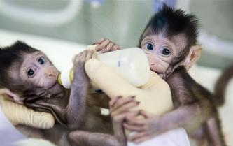 重大突破！兩只克隆猴在中國誕生