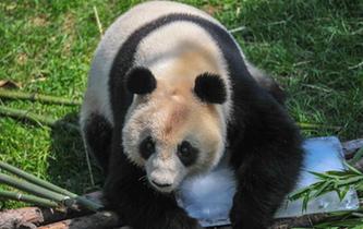 沈陽森林動物園內(nèi)大熊貓“趴冰”消暑