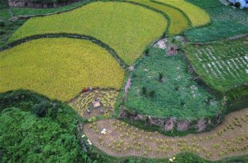 貴州石阡：山區(qū)農(nóng)民搶秋收